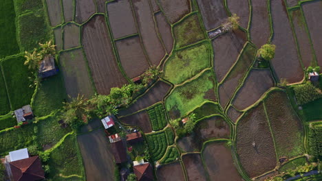 Erstaunliche-Luftaufnahme-Von-Oben-Nach-Unten-über-Reisfeldern-Und-Bauernhöfen-In-Ubud,-Bali
