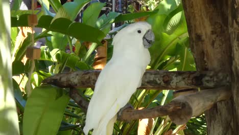 White-Cockatoo,-Umbrella-Cockatoo,-standing-in-Taino-Bay,-Puerto-Plata,-Dominican-Republic