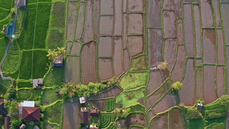 Top-Down-Drone-Shot-Flying-Over-Farms-and-Rice-Fields-in-Bali,-Indonesia