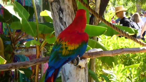 Guacamayo-Rojo-Y-Verde,-Ara-Chloropterus,-De-Pie-En-La-Bahía-Taino,-Puerto-Plata,-República-Dominicana