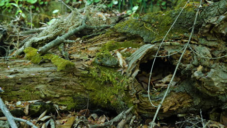 Old-Aged-Rotten-Log-With-Green-Moss-on-a-Ground-in-Spring-Forest