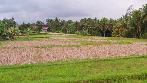 Drone-Shot-Flying-in-Rice-Field-Farm-in-Ubud,-Bali