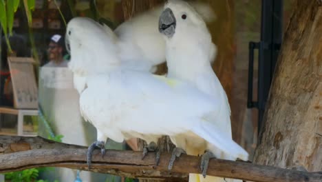 Zwei-Weiße-Kakadus,-Regenschirmkakadus,-Stehen-In-Der-Bucht-Von-Taino,-Puerto-Plata,-Dominikanische-Republik