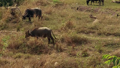 Wide-view-of-a-herd-of-water-buffaloes-or-Bubalus-bubalis-grazing-in-the-drought-stricken-rural-countryside-of-Kampot-Cambodia