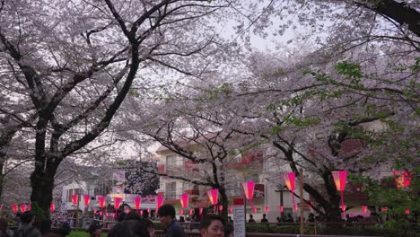 Festival-De-Sakura-A-Lo-Largo-Del-Río-Nakameguro,-Primavera-En-Tokio