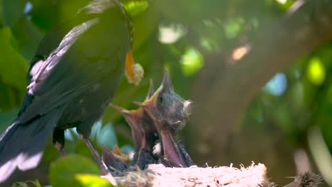 Blackbird-in-a-nest-feeding-baby-birds