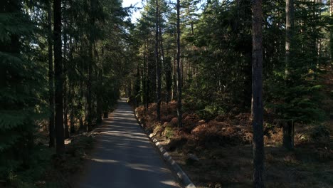 Forest-Road-Natural-Park-of-Gerês-Portugal