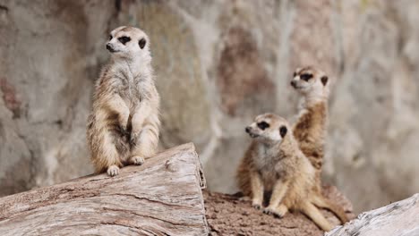 A-Cute-Meerkat-Sitting-Up-On-Log-Keeping-An-Eye-Out-For-Danger