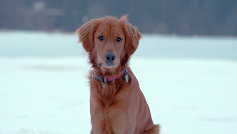 Portrait-of-a-Golden-Retriever-Dog-sitting-in-deep-snow-in-a-winter-park