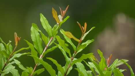 Pflanzenblatt---Grün---Gold---Hintergrund