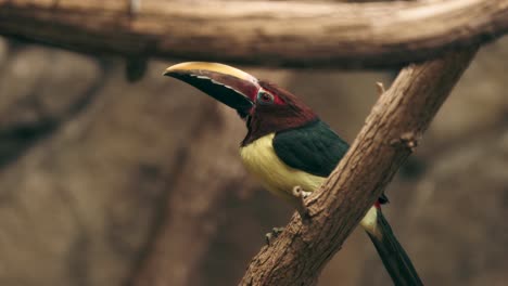 Tukan-Schöner-Vogel-Von-Amazonas