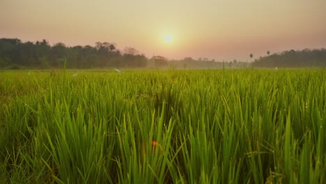 Wunderschöner-Sonnenaufgang-Im-Reisfeld-Aus-Kerala,-Indien