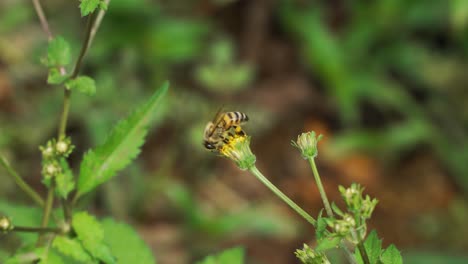 Biene-Bestäubt-Eine-Kleine-Blume-Im-Regenwald