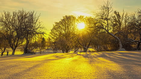 Timelapse-of-setting-yellow-sun-casting-shadows-behind-silhouette-of-dead-trees