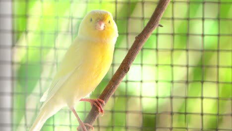 Canary-bird-inside-cage-perch-on-sticks-and-wires