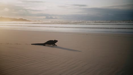 Galapagos-Meeresleguan,-Der-Am-Strand-Der-Tortuga-Bay-Spaziert---Natur-Der-Leguane-Der-Insel-Santa-Cruz