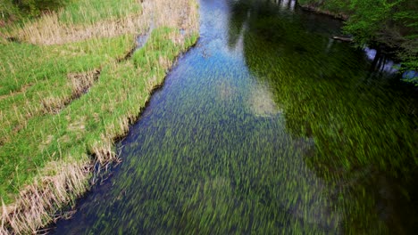 Czarna-Hańcza---a-wild-river-with-black-water-and-beautiful-green-plants,-aerial