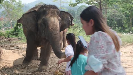 An-Asian-family-of-tourists-feed-Indian-Elephants-in-an-Elephant-camp-in-Asia,-Thailand