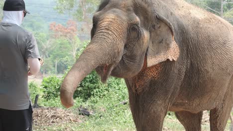 male-tourist-feeds-Indian-Elephants-in-an-Elephant-camp-in-Asia,-Thailand