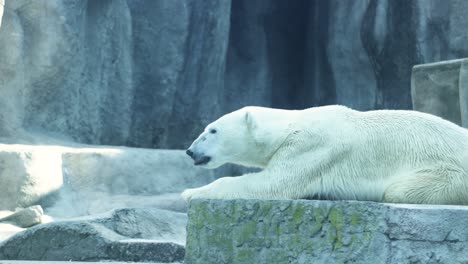 Erwachsener-Eisbär,-Der-Versucht,-Ruhig-Zu-Schlafen