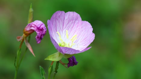Closeup-video-of-a-what-is-likely-a-Showy-Evening-Primrose-flower