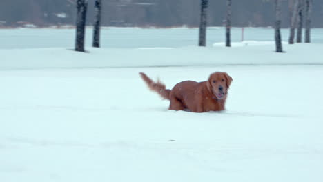 Golden-Retriever-Hund-Springt-Glücklich-Durch-Den-Schneebedeckten-Park