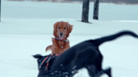 Golden-Retriever-Jagt-Einen-Anderen-Hund-In-Einem-Verschneiten-Park