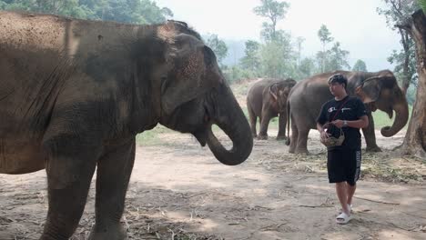 Elefantes-Indios-En-Un-Campamento-De-Elefantes-En-Asia,-Tailandia.