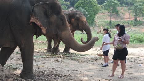 Una-Familia-Asiática-De-Turistas-Alimenta-A-Elefantes-Indios-En-Un-Campamento-De-Elefantes-En-Asia,-Tailandia.