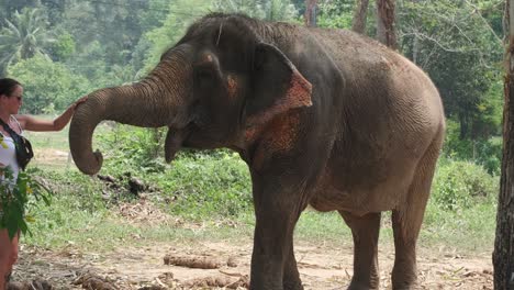 woman-strokes-Indian-Elephants-in-an-Elephant-camp-in-Asia,-Thailand