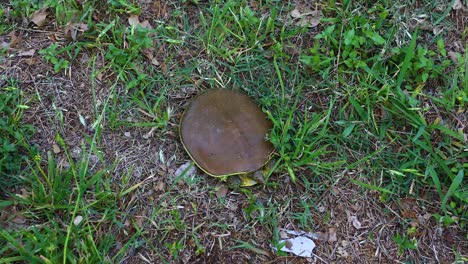Stachelige-Weichschildkröte-Im-Gras
