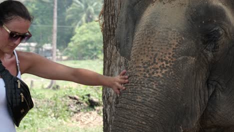 female-stokes-Indian-Elephant-in-an-Elephant-camp-in-Asia,-Thailand