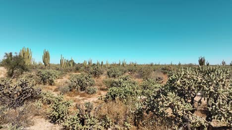 Video-of-a-very-low-flight-of-a-drone-through-the-desert-bushes-through-the-desert-passing-near-bushes-and-thorns