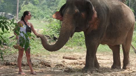 Frau-Streichelt-Indische-Elefanten-In-Einem-Elefantencamp-In-Asien,-Thailand