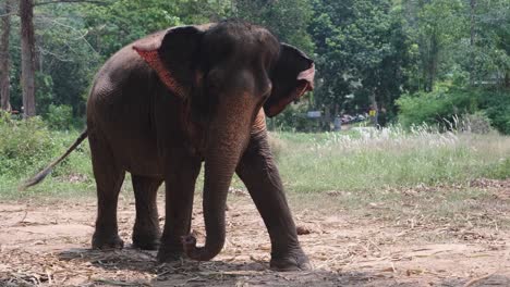 Elefante-Indio-Balancea-Su-Cabeza-En-Un-Campamento-De-Elefantes-En-Asia,-Tailandia