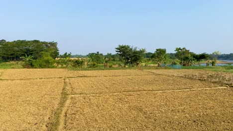Hermosas-Tierras-De-Cultivo-Están-Listas-Para-La-Cosecha-En-Primavera-En-La-Orilla-De-Un-Río-En-Bangladesh