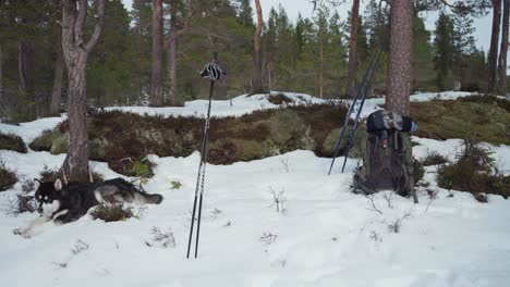 Bastones-De-Esquí-De-Esquiadores-En-La-Nieve-Con-Malamute-De-Alaska-Descansando-Bajo-El-árbol