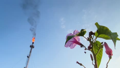 Rosa-Winde-Blume,-Erdölraffinerie-Gasfackel,-Loderndes-Feuer,-Das-Dicken-Schwarzen-Rauch-Aus-Dem-Schornstein-In-Den-Blauen-Himmel-Strömt