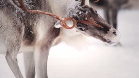 Wild-reindeer-eating-scratching-his-back-with-his-horns-in-Lapland-forest-while-snowing