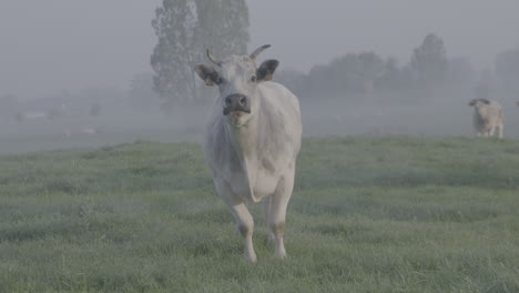 Cow-walking-in-a-field-in-the-morning-with-dew-coming-towards-the-camera-and-stopping-in-slowmotion-LOG