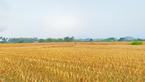 Panning-shot-of-harvested-rice-paddy-field-with-dry-brown-stalks
