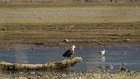 Bald-eagle-sitting-on-fallen-tree-in-shallow-river,-static-medium-shot