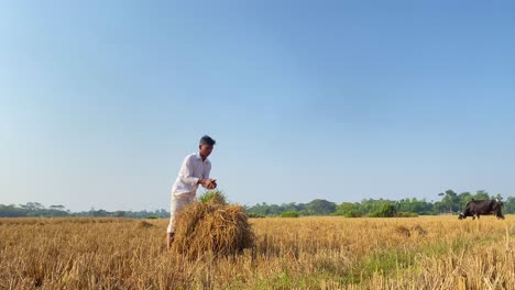 Ein-Bauernjunge-Aus-Bangladesch-Sammelt-Und-Bindet-Nach-Der-Ernte-Stroh-Von-Trockenen-Reisfeldern-Und-Bindet-Es-Zu-Einem-Heuballen-Zusammen-–-Im-Hintergrund-Grasen-Kühe