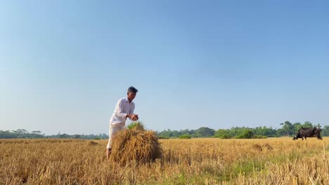 El-Niño-De-Un-Granjero-De-Bangladesh-Recoge-Y-Ata-Paja-Del-Arroz-Seco-Después-De-La-Cosecha-Y-La-Ata-A-Un-Fardo-De-Heno;-Las-Vacas-Pastan-En-El-Fondo