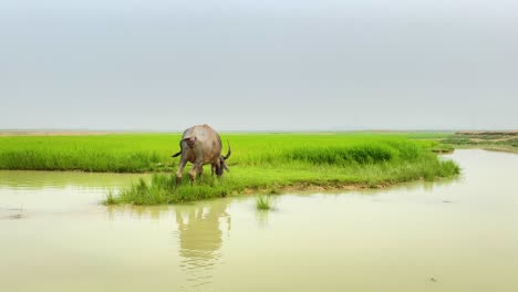 Slow-motion-of-water-buffalo-grazing-on-grassland-by-river