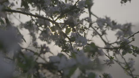 Slowmotion-shot-of-white-flowers-in-the-morning-with-some-dew-on-them-and-the-sun-shining-through-the-branches-and-leafs-LOG