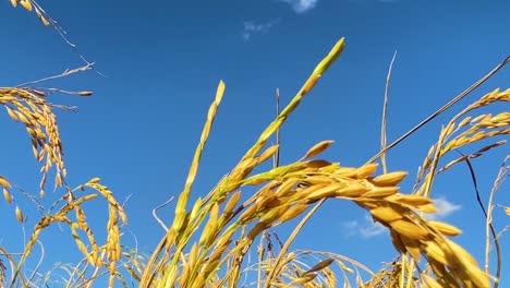 Nahaufnahme-Einer-Gelben-Reiskornpflanze-Vor-Strahlend-Blauem,-Gesättigtem-Himmel