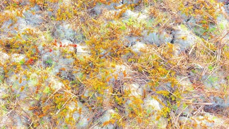 Aerial-view-of-wild-flower-on-dry-soil-on-sunny-arid-day