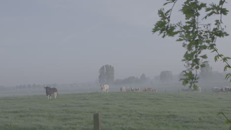Vacas-Caminando-En-Un-Campo-Por-La-Mañana-Con-Registro-De-Cámara-Lenta-De-Rocío