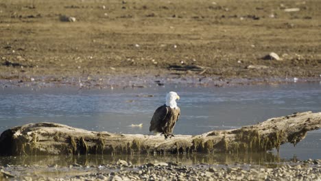 Calm-riverbed-with-bald-eagle-perched-in-foreground,-static-shot